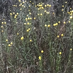 Xerochrysum viscosum (Sticky Everlasting) at Kaleen, ACT - 27 Nov 2024 by Woozlecat