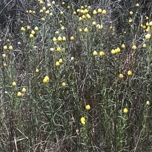 Xerochrysum viscosum at Kaleen, ACT - 27 Nov 2024