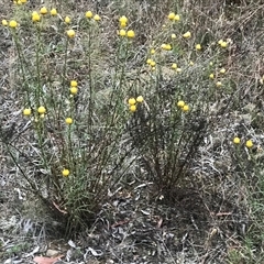 Xerochrysum viscosum at Kaleen, ACT - 27 Nov 2024