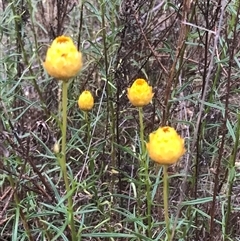 Xerochrysum viscosum at Kaleen, ACT - 27 Nov 2024