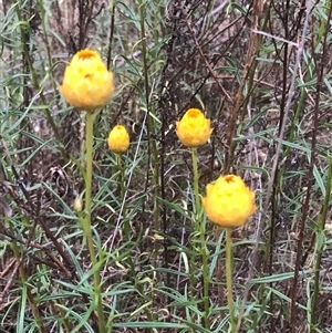 Xerochrysum viscosum at Kaleen, ACT - 27 Nov 2024