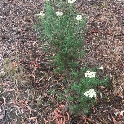 Cassinia longifolia (Shiny Cassinia, Cauliflower Bush) at Crace, ACT - 27 Nov 2024 by Woozlecat