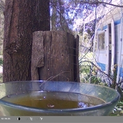 Caligavis chrysops (Yellow-faced Honeyeater) at Shark Creek, NSW - 26 Nov 2024 by Topwood