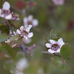 Gaudium brevipes (Grey Tea-tree) at Denman Prospect, ACT - 25 Nov 2024 by KorinneM