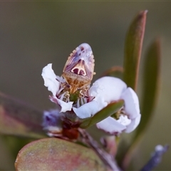 Eupolemus angularis (Acanthosomatid bug) at Denman Prospect, ACT - 25 Nov 2024 by KorinneM