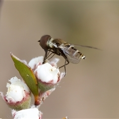 Bombyliidae (family) at Denman Prospect, ACT - 25 Nov 2024 by KorinneM