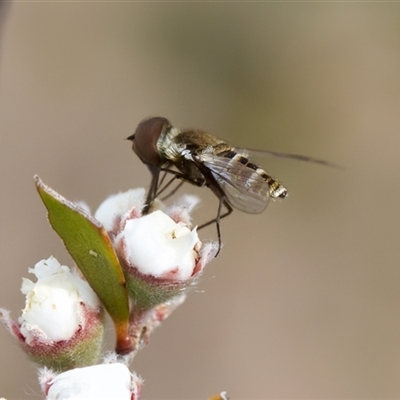 Villa sp. (genus) (Unidentified Villa bee fly) at Denman Prospect, ACT - 25 Nov 2024 by KorinneM