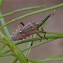 Omyta centrolineata (Centreline Shield Bug) at Denman Prospect, ACT - 25 Nov 2024 by KorinneM