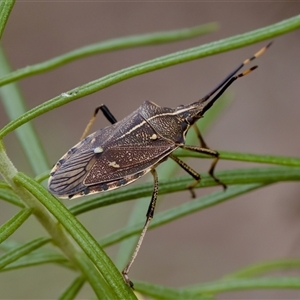 Omyta centrolineata at Denman Prospect, ACT - 25 Nov 2024 03:47 PM