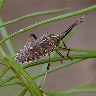 Omyta centrolineata at Denman Prospect, ACT - 25 Nov 2024 by KorinneM