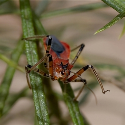 Gminatus australis at Denman Prospect, ACT - 25 Nov 2024 by KorinneM