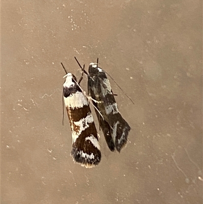 Isomoralla gephyrota (A Concealer moth) at Campbell, ACT - 27 Nov 2024 by SteveBorkowskis