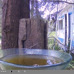 Caligavis chrysops at Shark Creek, NSW - 25 Nov 2024 12:14 PM