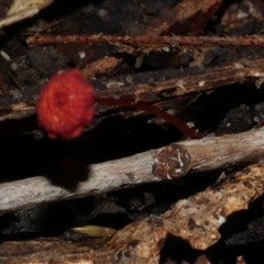 Cruentomycena viscidocruenta at Fairfield, VIC - 10 May 2020 by WendyEM