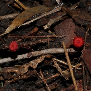 Cruentomycena viscidocruenta at Fairfield, VIC - 10 May 2020 06:13 PM