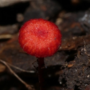 Cruentomycena viscidocruenta at Fairfield, VIC - 10 May 2020 06:13 PM