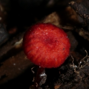 Cruentomycena viscidocruenta at Fairfield, VIC - 10 May 2020 06:13 PM