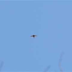 Artamus superciliosus (White-browed Woodswallow) at Watson, ACT - 18 Nov 2024 by RAllen