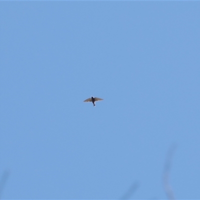 Artamus superciliosus (White-browed Woodswallow) at Watson, ACT - 18 Nov 2024 by RAllen