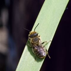 Megachile (Eutricharaea) serricauda (Leafcutter bee, Megachilid bee) at Murrumbateman, NSW - 27 Nov 2024 by amiessmacro