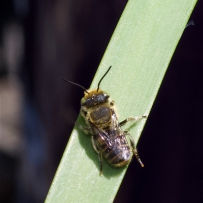 Megachile sp. (several subgenera) (Resin Bees) at Murrumbateman, NSW - 27 Nov 2024 by amiessmacro