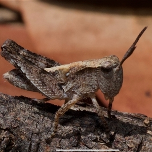 Phaulacridium vittatum (Wingless Grasshopper) at Murrumbateman, NSW by amiessmacro