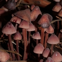 Mycena sp. at Fairfield, VIC - 10 May 2020 by WendyEM