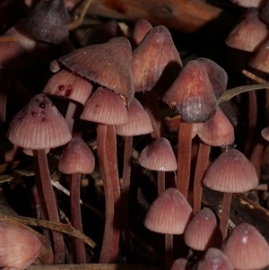 Mycena sp. at Fairfield, VIC - 10 May 2020 03:10 PM