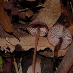 Mycena sp. at Fairfield, VIC - 10 May 2020 03:10 PM