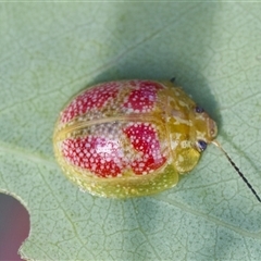 Paropsisterna fastidiosa (Eucalyptus leaf beetle) at Denman Prospect, ACT - 25 Nov 2024 by KorinneM