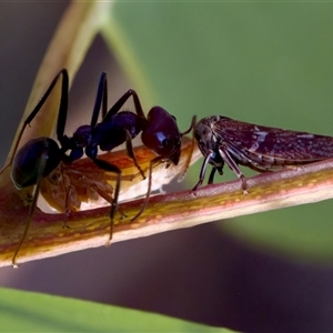 Iridomyrmex purpureus (Meat Ant) at Denman Prospect, ACT by KorinneM