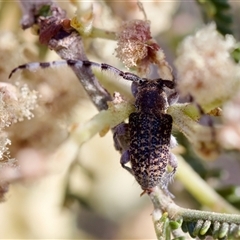 Ancita sp. (genus) (Longicorn or longhorn beetle) at Denman Prospect, ACT - 25 Nov 2024 by KorinneM