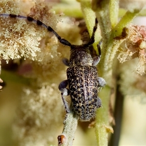 Ancita sp. (genus) at Denman Prospect, ACT - 25 Nov 2024 05:49 PM