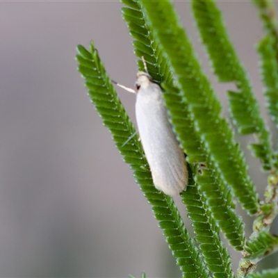 Zacorus carus at Denman Prospect, ACT - 25 Nov 2024 by KorinneM