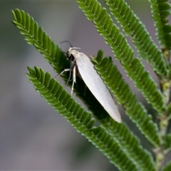 Zacorus carus at Denman Prospect, ACT - 25 Nov 2024 05:45 PM