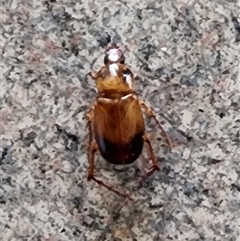 Phyllotocus macleayi (Nectar scarab) at Abercrombie, NSW - 26 Nov 2024 by SarahEJ