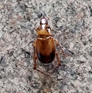 Phyllotocus macleayi at Abercrombie, NSW - 26 Nov 2024