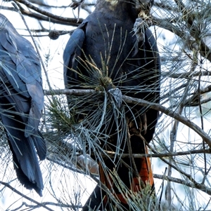 Calyptorhynchus lathami lathami (Glossy Black-Cockatoo) at Penrose, NSW by Aussiegall