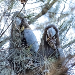 Calyptorhynchus lathami lathami at Penrose, NSW - suppressed