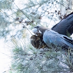 Calyptorhynchus lathami lathami at Penrose, NSW - suppressed