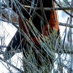 Calyptorhynchus lathami lathami at Penrose, NSW - suppressed