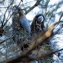Calyptorhynchus lathami lathami at Penrose, NSW - suppressed