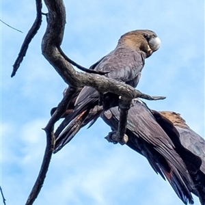 Calyptorhynchus lathami lathami (Glossy Black-Cockatoo) at Penrose, NSW by Aussiegall