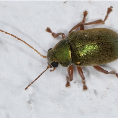 Unidentified Leaf beetle (Chrysomelidae) at Melba, ACT - 25 Nov 2024 by kasiaaus