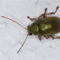 Edusella puberula at Melba, ACT - 25 Nov 2024 11:46 PM