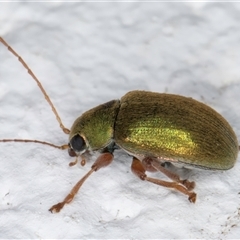 Edusella puberula at Melba, ACT - 25 Nov 2024 11:46 PM