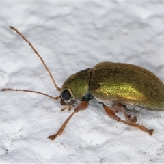 Edusella puberula at Melba, ACT - 25 Nov 2024 11:46 PM