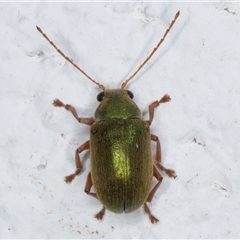 Edusella puberula at Melba, ACT - 25 Nov 2024 11:46 PM