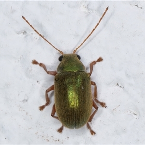 Edusella puberula at Melba, ACT - 25 Nov 2024 11:46 PM