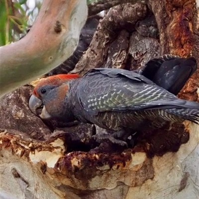 Callocephalon fimbriatum (Gang-gang Cockatoo) at Cook, ACT - 27 Nov 2024 by Jennybach